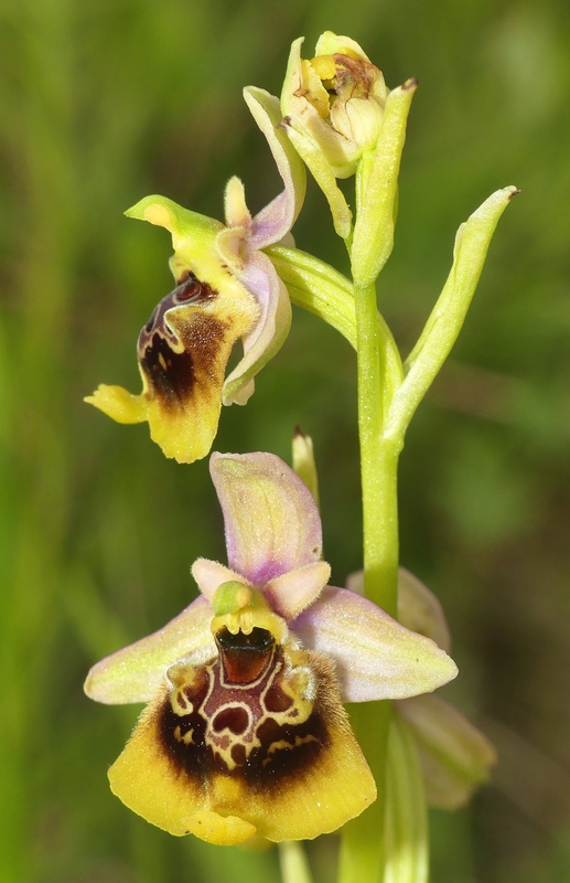 Ophrys lacaitae tra introgressioni e forme ibride � Molise 2023.